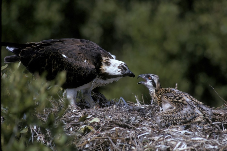 Osprey feeding chick